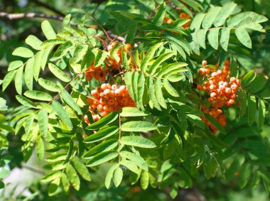 Kuru ve güneşli yaz gününde Ashberry