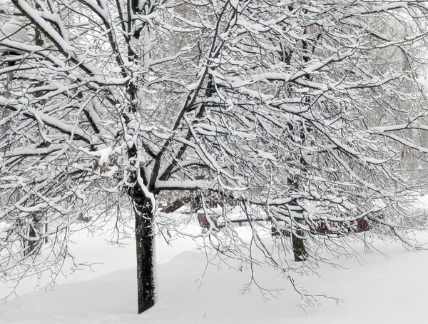 Parc Municipal Après Les Chutes Neige Jour — Photo