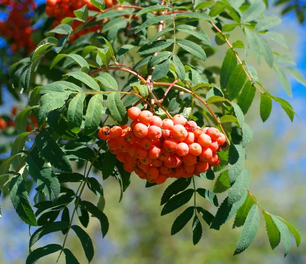 Ashberry Giorno Estivo Soleggiato Secco — Foto Stock