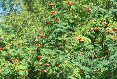 Kuru ve güneşli yaz gününde Ashberry