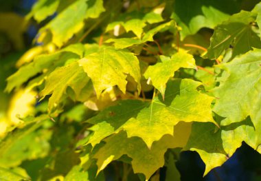 Ağaçtaki sarı akçaağaç yaprakları