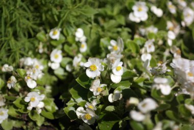 Kuru, güneşli yaz gününde beyaz küçük çiçekler