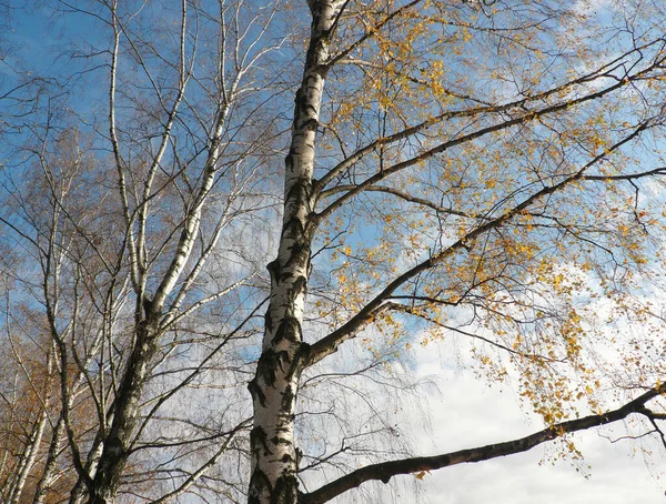 Březová Ulička Podzim Městském Parku — Stock fotografie