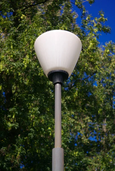 Lantern Tree Dry Sunny Summer Day — Stock Photo, Image