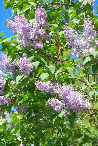 Lila Primavera Día Soleado Seco — Foto de Stock