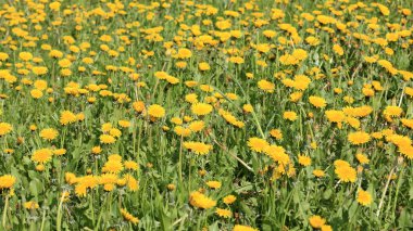 Bahar günü karahindiba