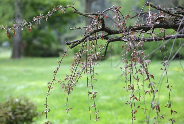 Baum Mit Roten Blättern Japanischen Garten Frühling — Stockfoto