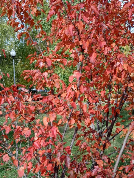 Jesienią Liście Dębu Czerwonego — Zdjęcie stockowe