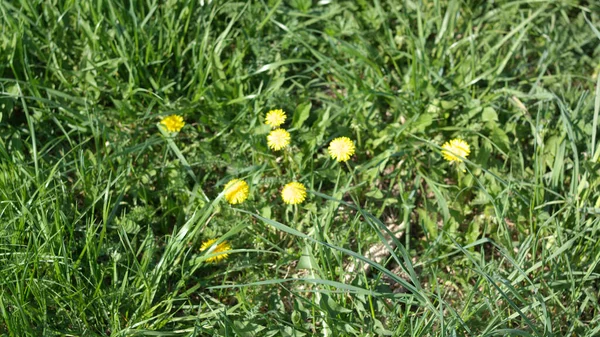 Dandelion Spring Dry Sunny Day — Stock Photo, Image