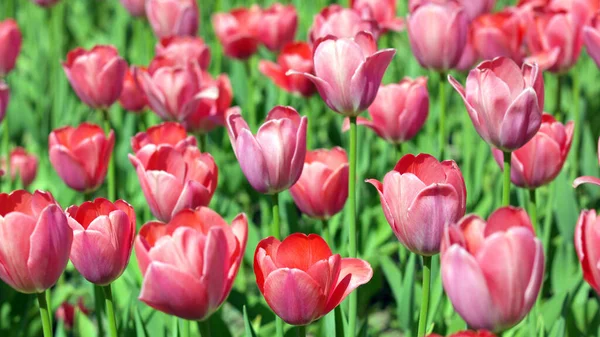 Red Tulip Spring — Stock Photo, Image