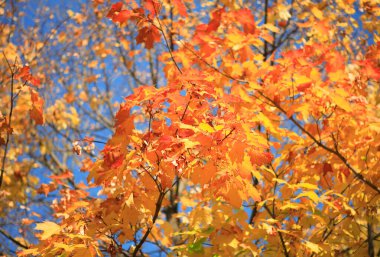 Ağaçtaki sarı yapraklar, altın düşüşü, Eylül