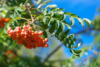 Kuru ve güneşli yaz gününde Ashberry