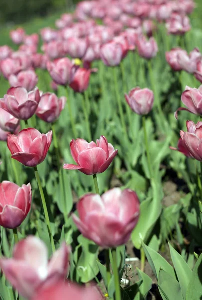 Rode Tulp Het Voorjaar — Stockfoto