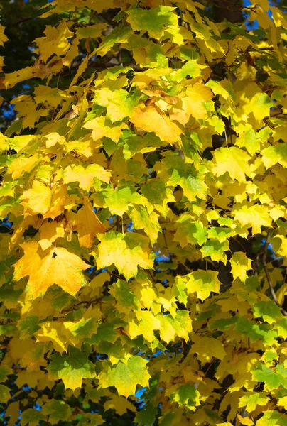 Gelbe Ahornblätter Baum — Stockfoto