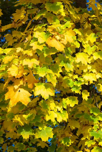 Yellow Maple Leafs Tree — Stock Photo, Image