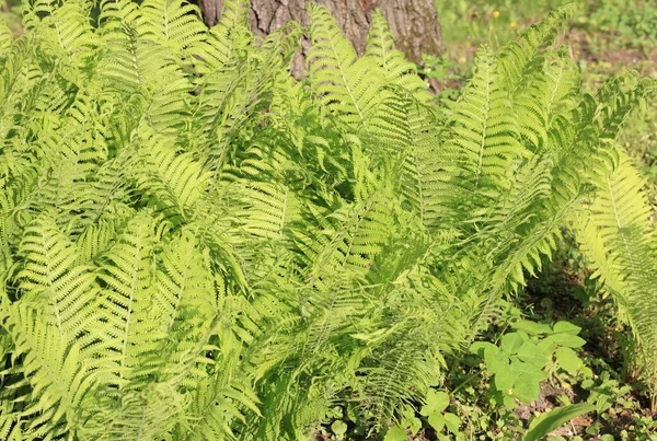 Helecho Verde Día — Foto de Stock