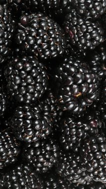 bir sürü BlackBerry