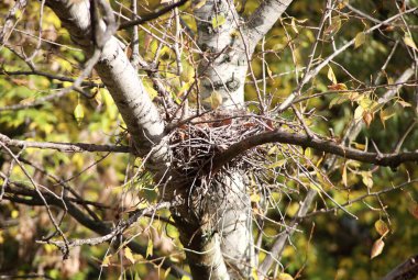 Ağaçtaki kıvrımlı yuva