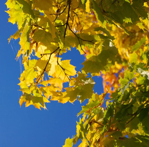 Żółte Liście Klonu Drzewie — Zdjęcie stockowe