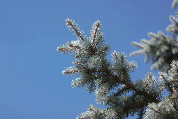 Tanne Bei Trockenem Sonnigem Tag — Stockfoto