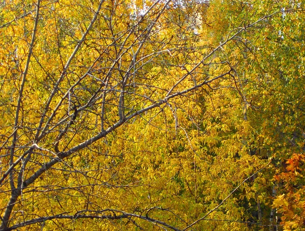 Sonbaharda Huş Ağacı Eylül — Stok fotoğraf