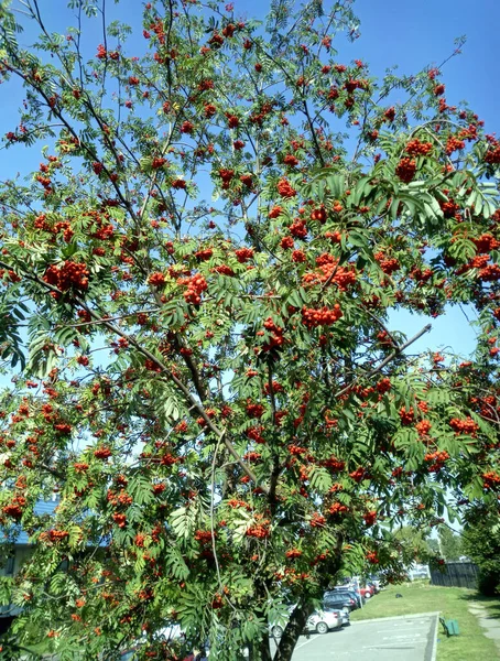 Kuru Güneşli Bir Günde Ashberry — Stok fotoğraf