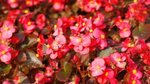 乾燥した晴れた日に赤い小さな花 — ストック写真