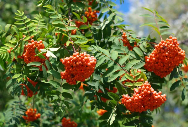 Ashberry Dry Sunny Day — Stock Photo, Image