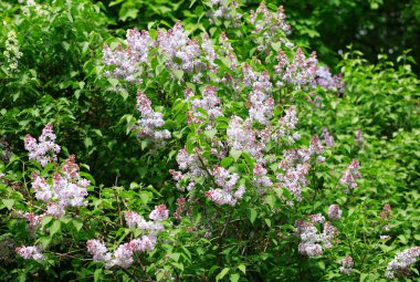 Baharda yaprak arkaplanda leylak