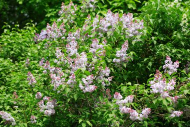 Baharda yaprak arkaplanda leylak