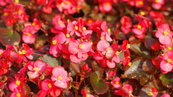 乾燥した晴れた夏の日に赤い小さな花 — ストック写真