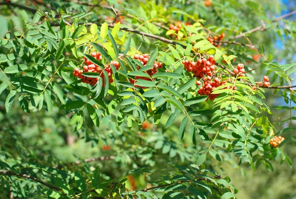 Ashberry Droge Zonnige Zomerdag — Stockfoto