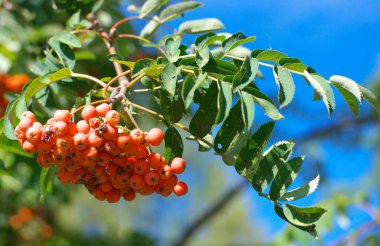 Kuru ve güneşli yaz gününde Ashberry