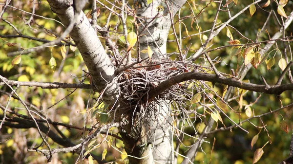 Nid Convolute Sur Arbre — Photo