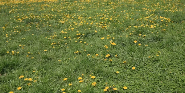 Pissenlit Printemps Journée Ensoleillée Sèche — Photo