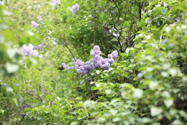 Bahar gününde leylak rengi