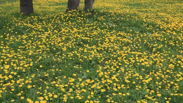 Одуванчик Весной Сухой Солнечный День — стоковое фото