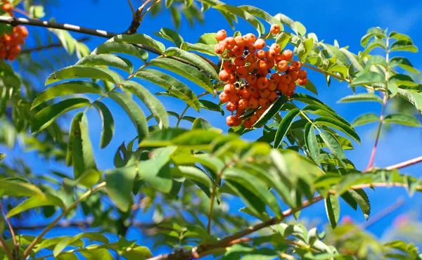 Esche Bei Trockenem Sonnigem Sommertag — Stockfoto