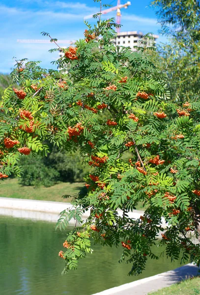 Ashberry Dia Verão Ensolarado Seco — Fotografia de Stock