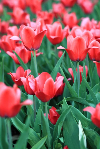 Red Tulip Spring — Stock Photo, Image