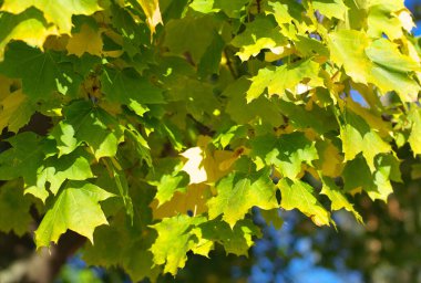 Ağaçtaki sarı akçaağaç yaprakları