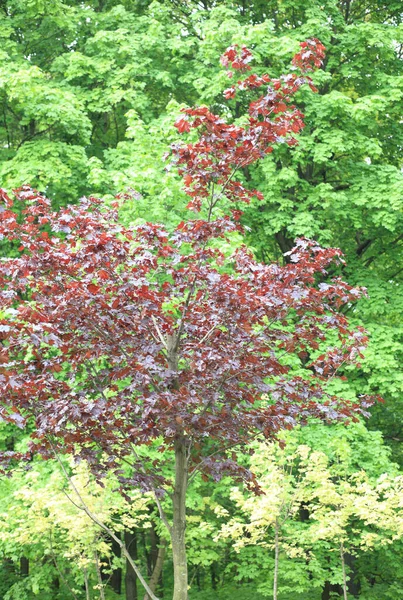 Drzewo Dzień Wiosny — Zdjęcie stockowe