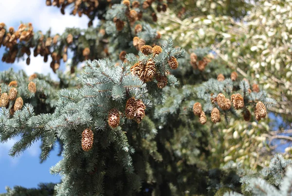 Fir Tree Dry Sunny Summer Day — Stock Photo, Image