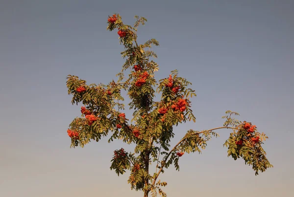 Arándano Día Soleado Seco — Foto de Stock