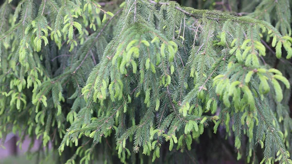 Fir Tree Day — Stock Photo, Image