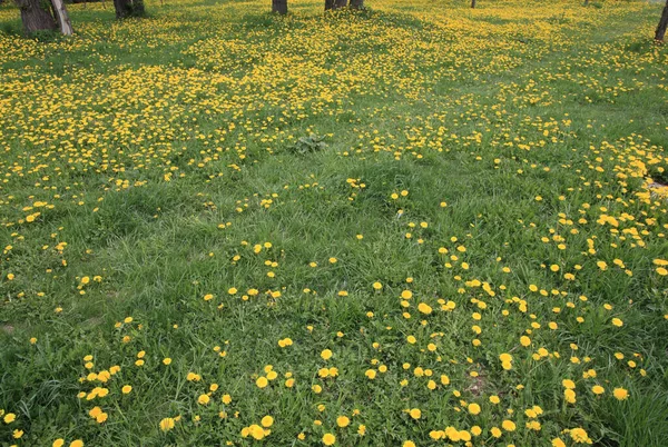 Pissenlit Printemps Journée Ensoleillée Sèche — Photo