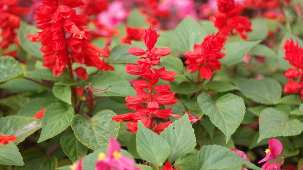 Pequenas Flores Vermelhas Dia Verão Ensolarado Seco — Fotografia de Stock