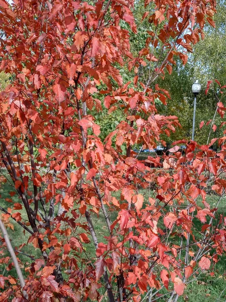 秋天的红橡树叶 — 图库照片