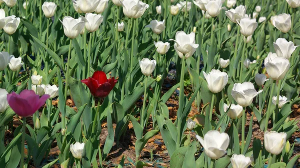 Tulipán Blanco Primavera — Foto de Stock