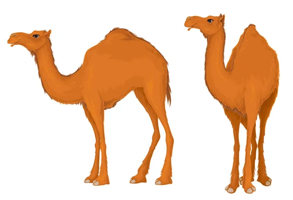 Camel Dromadaire Illustration Isolée Sur Fond Blanc — Image vectorielle